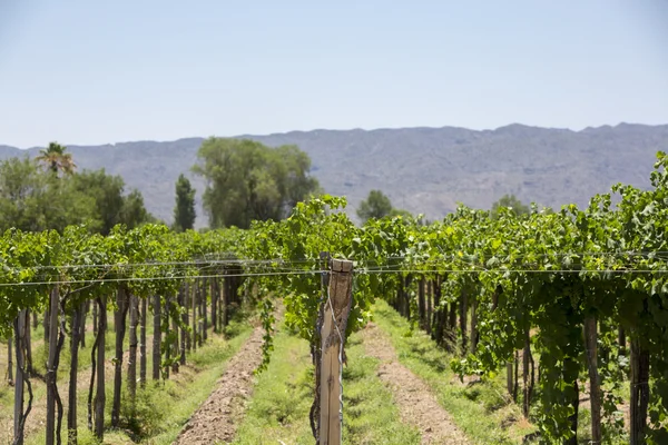 Detail of vineyards in Argentina — Stock Photo, Image