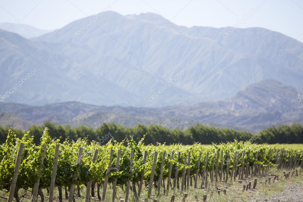 Detail of vineyards in Argentina