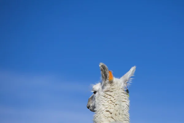 Lama tegen een heldere blauwe hemel in Bolivia — Stockfoto