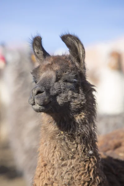Lama tegen een heldere blauwe hemel in Bolivia — Stockfoto