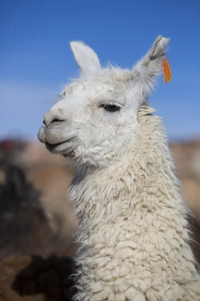 Lamadjur mot en blå klar himmel i Bolivia — Stockfoto