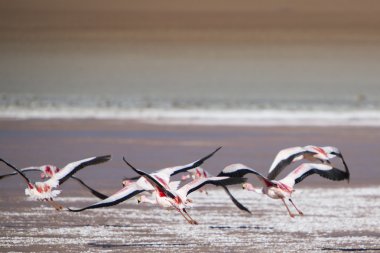 Lagün, Bolivya uçan flamingolar grup