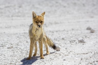 Chile's Andean fox, Atacama desert clipart