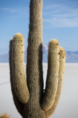 Büyük kaktüs ve Salar, Uyuni ile mavi gök, Bolivya
