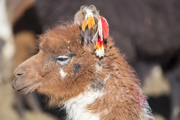 Портрет красивого Ламы, Боливия — стоковое фото