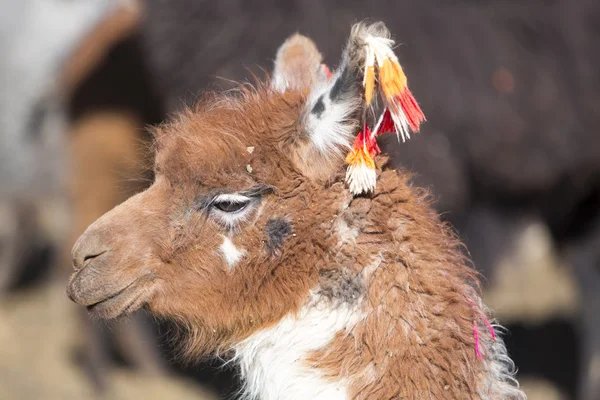 Porträt des schönen Lamas, Bolivien — Stockfoto