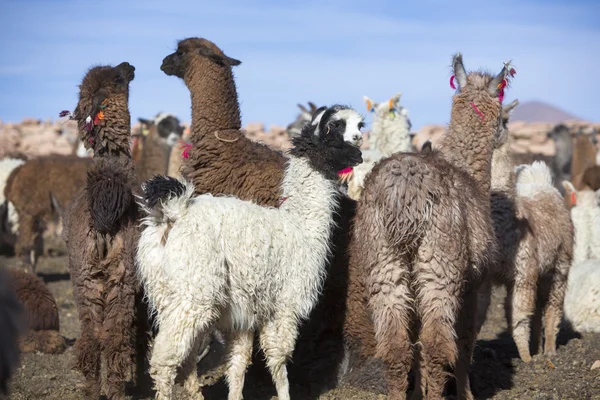 Lama's behuizing met blauwe hemel, Bolivia — Stockfoto