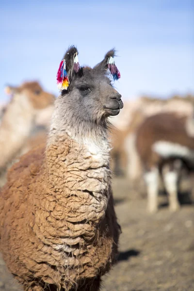 Llama melawan langit biru cerah di Bolivia — Stok Foto