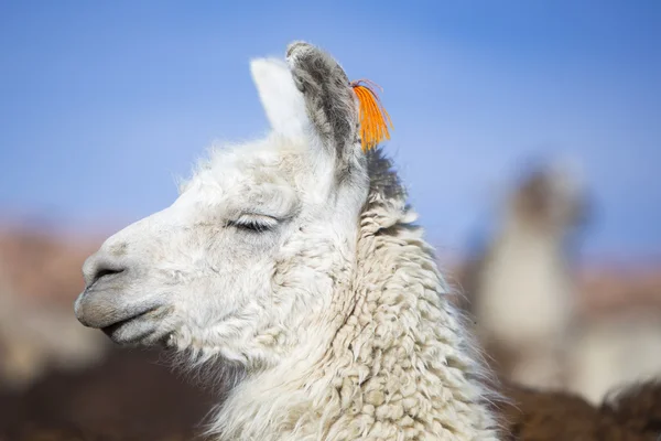 Лама против голубого ясного неба в Боливии — стоковое фото