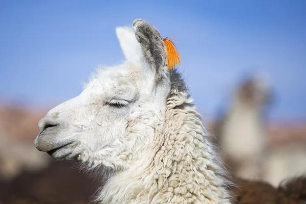 Lama tegen een heldere blauwe hemel in Bolivia — Stockfoto