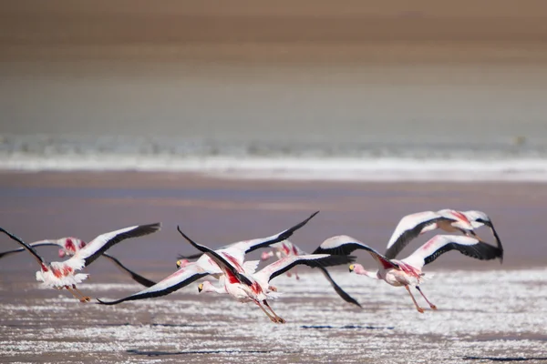 Gruppo di fenicotteri che sorvolano la laguna, Bolivia — Foto Stock