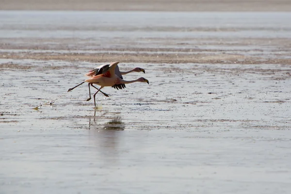 Running couple of flamingos in Bolivia — Stock Photo, Image