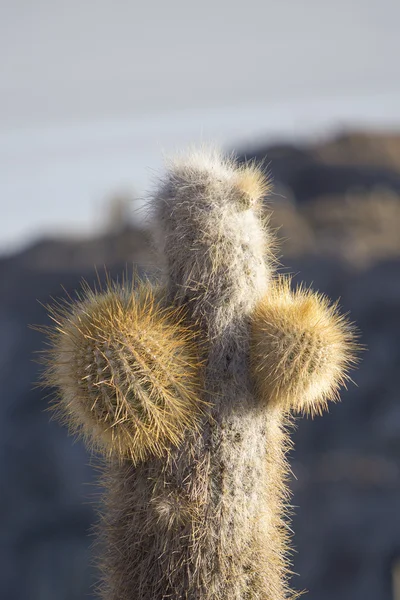 Kleine cactus en de Salar van Uyuni met blauwe hemel, Bolivia — Stockfoto