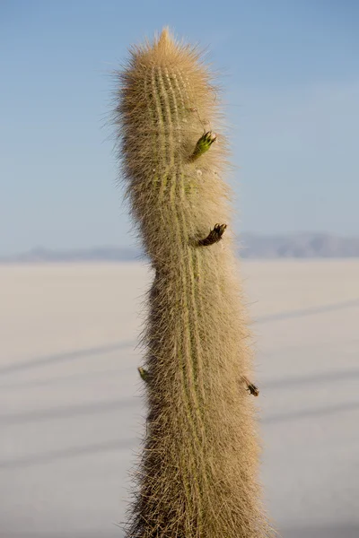 Enorme cactus en de Salar van Uyuni met blauwe hemel, Bolivia — Stockfoto