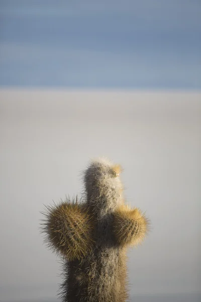 Pequeño cactus y el Salar de Uyuni con cielo azul, Bolivia —  Fotos de Stock