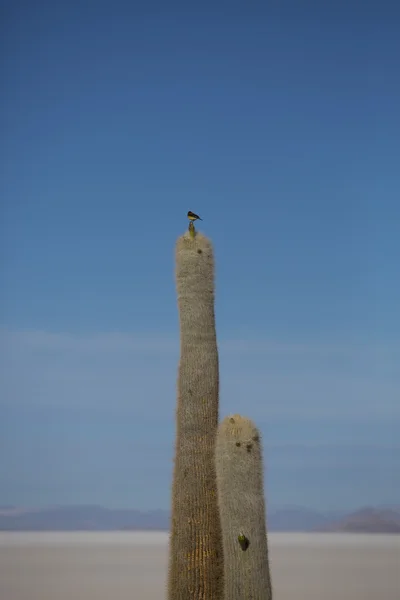 Riesiger Kaktus und der Salar von Uyuni mit blauem Himmel, Bolivien — Stockfoto