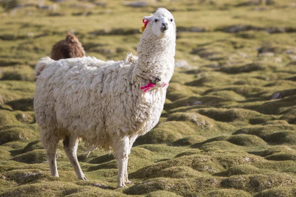 Retrato de la hermosa Llama, Bolivia —  Fotos de Stock