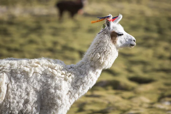 Porträtt av vackra lamadjur, Bolivia — Stockfoto