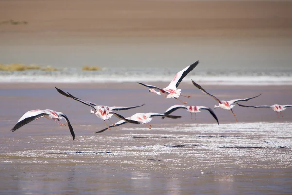 Grupp av flamingos som flyger över lagunen, Bolivia — Stockfoto