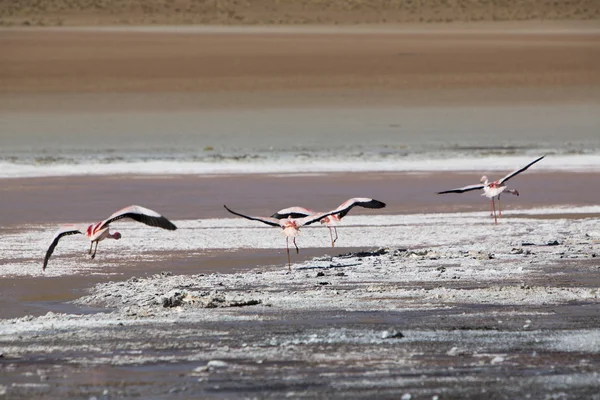 Růžové flamingoes v Laguna Colorada, Altiplano, Bolívie — Stock fotografie