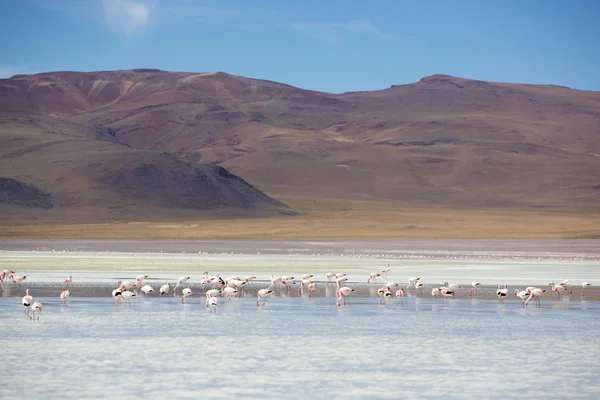 Roze flamingo's in lagune Colorada, Altiplano, Bolivia — Stockfoto