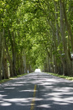 Road with trees on both sides, Uruguay
