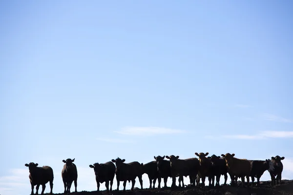 Group of cows silhouettes in livestock farm land, Uruguay — Stockfoto