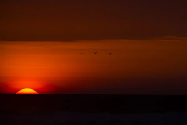 Закат с силуэтами птиц, летающих в небе в Пунта-Сале , — стоковое фото