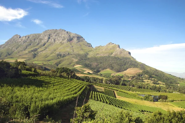 Güney Afrika şarap imalathaneleri peyzaj — Stok fotoğraf