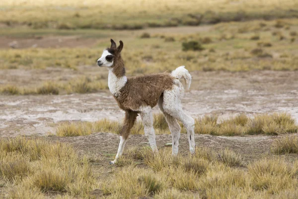 Portret van mooie baby Llama, Bolivia — Stockfoto