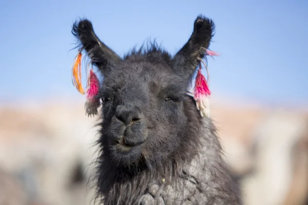 Retrato da bela Llama, Bolívia — Fotografia de Stock