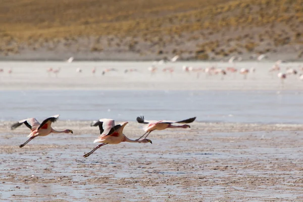 群火烈鸟飞到泻湖，玻利维亚上 — 图库照片