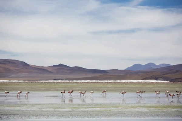 Groep van Flamingo's permanent op de lagune, Bolivia — Stockfoto