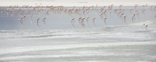 Lagün, Bolivya ayakta flamingolar grup — Stok fotoğraf