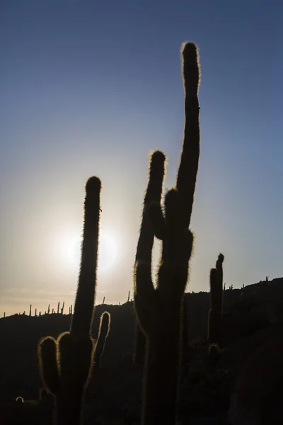 Cactus enorme y el Salar de Uyuni con cielo azul, Bolivia — Foto de Stock