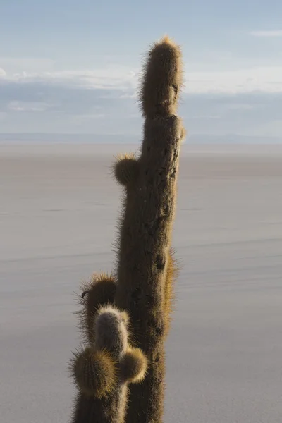 Enorme cactus en de Salar van Uyuni met blauwe hemel, Bolivia — Stockfoto