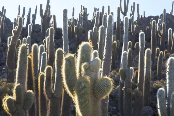 Riesiger Kaktus und der Salar von Uyuni mit blauem Himmel, Bolivien — Stockfoto