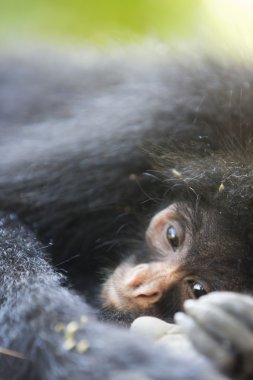 Black small spider monkey in Madidi National Park, Bolivia