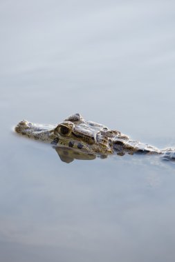 Caiman in still water at Madidi near Rurrenabaque, Bolivia