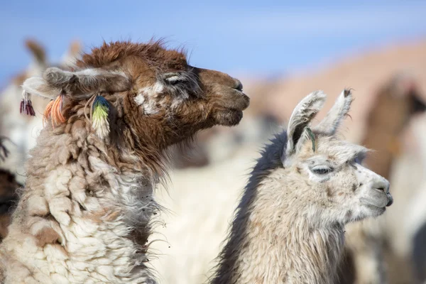 Porträtt av vackra lamor, Bolivia — Stockfoto