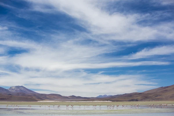 Groep van Flamingo's permanent op de lagune, Bolivia — Stockfoto