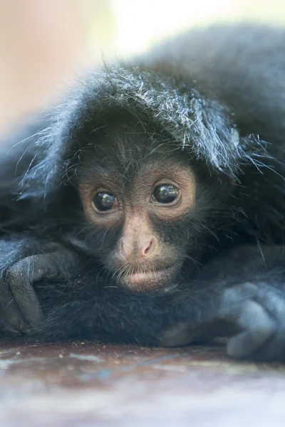 Black small spider monkey in Madidi National Park, Bolivia — Stockfoto