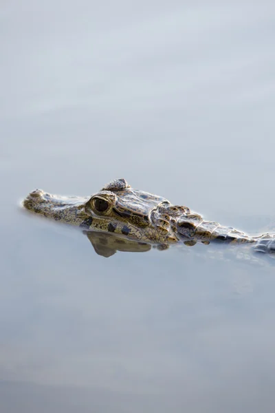 Caiman in still water at Madidi near Rurrenabaque, Bolivia — ストック写真