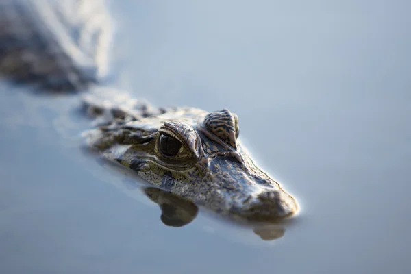 Caiman in still water at Madidi near Rurrenabaque, Bolivia — Stock Photo, Image