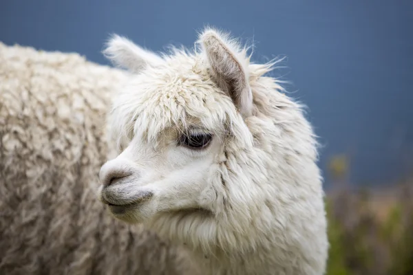 Portrait of beautiful baby Llama, Bolivia Stock Picture