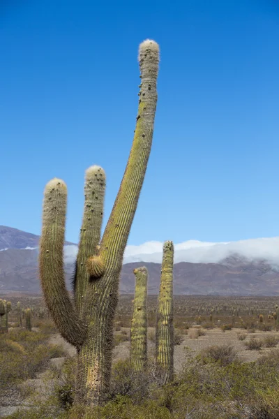 Parque Nacional Los Cardones, no norte da Argentina — Fotografia de Stock