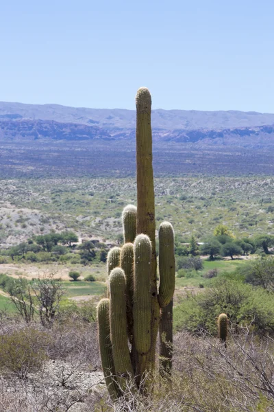 Parque Nacional Los Cardones, no norte da Argentina — Fotografia de Stock