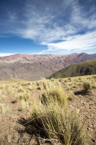 Suchých rostlin v Quebrada de Humahuaca, Severní Argentina — Stock fotografie