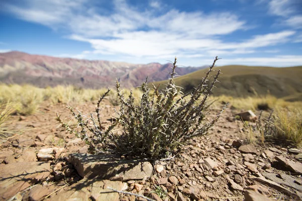 Dry plants at the Quebrada de Humahuaca, Northern Argentina — Stock Photo, Image