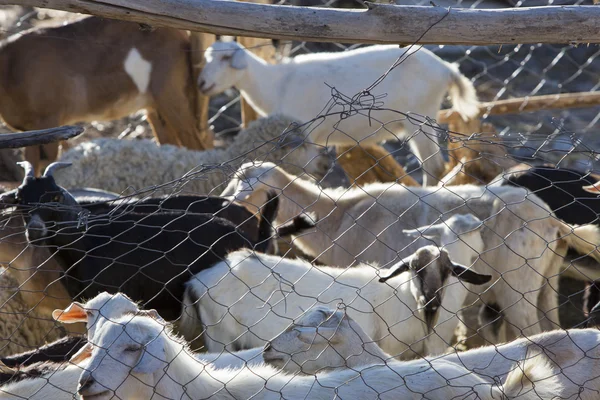 Troupeau de chèvres de ferme derrière une clôture à Cachi, au nord de l'Argentine — Photo